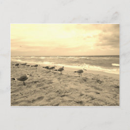 Postal de gaviota sepia