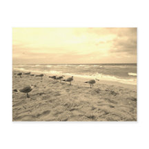 Postal de gaviota sepia