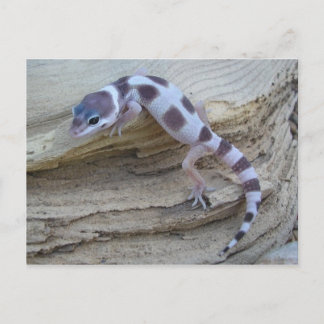 Postal de Gecko Leopardo Blanco