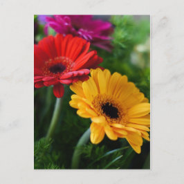 Postal de Gerberas