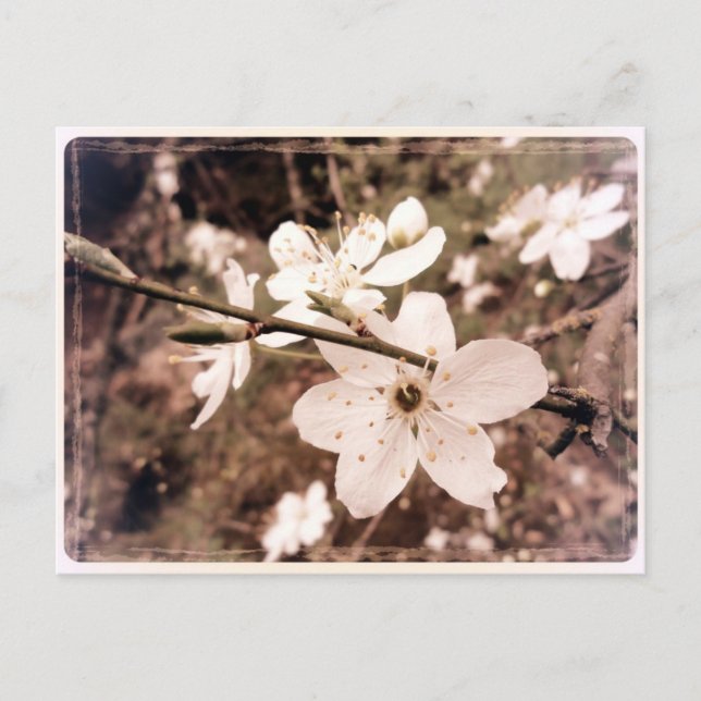 Postal de "Gilroy, California" de mDarkPoet (Anverso)