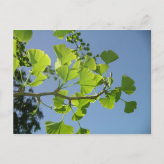Postal de Ginkgo