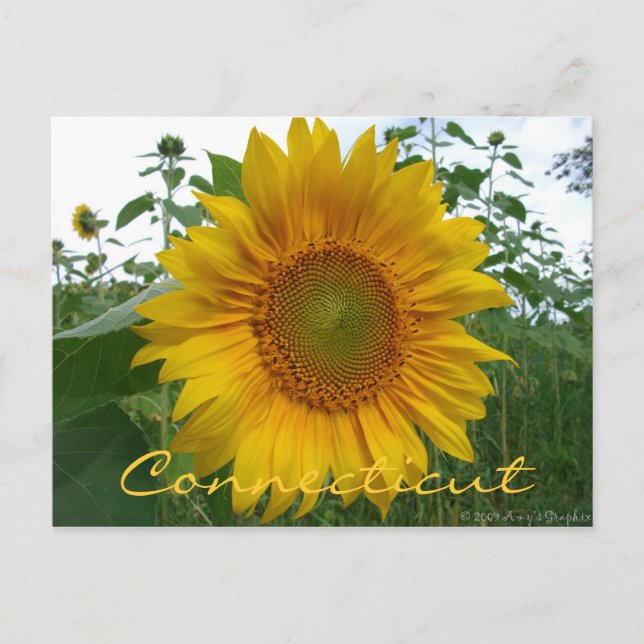 Postal de girasol de Connecticut (Anverso)