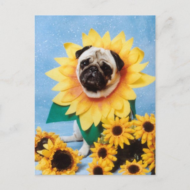 Postal de girasol de perro de pug (Anverso)