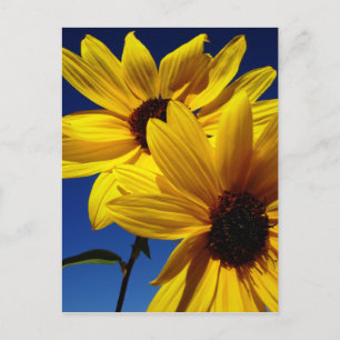 Postal de girasol doble