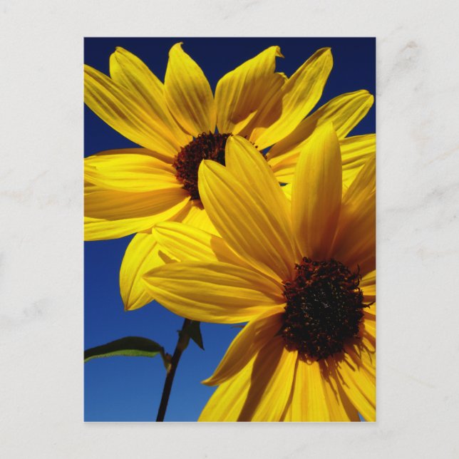 Postal de girasol doble (Anverso)