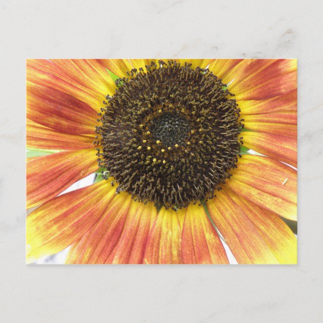 Postal de girasol naranja (Anverso)