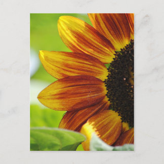 Postal De Girasol Peek A Boo