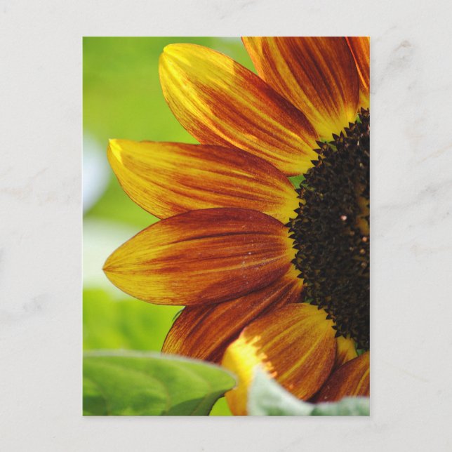 Postal De Girasol Peek A Boo (Anverso)