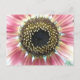 Postal de girasol rosado bonito