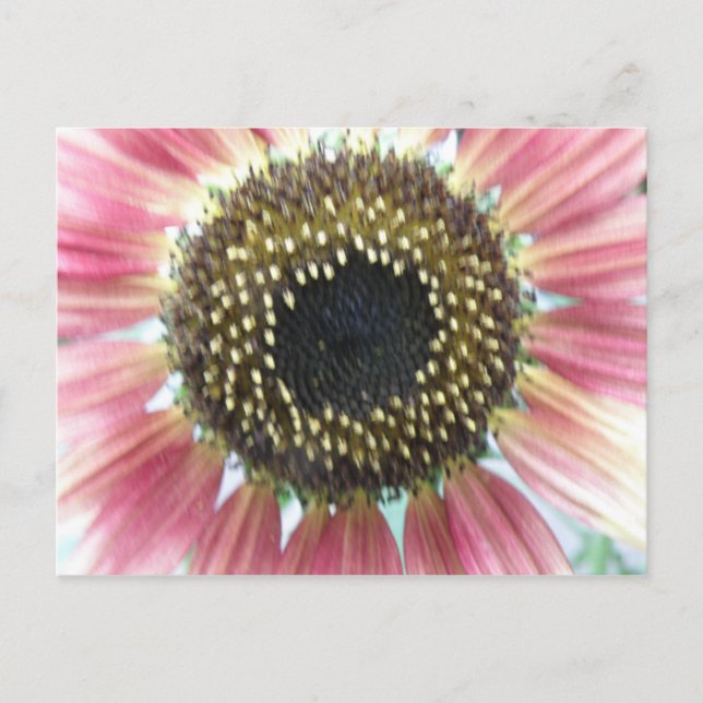 Postal de girasol rosado bonito (Anverso)