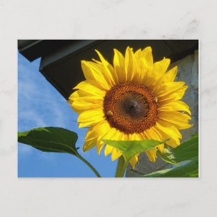 Postal de girasol y abejas