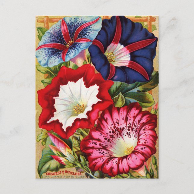 Postal de glorias de la mañana (Anverso)