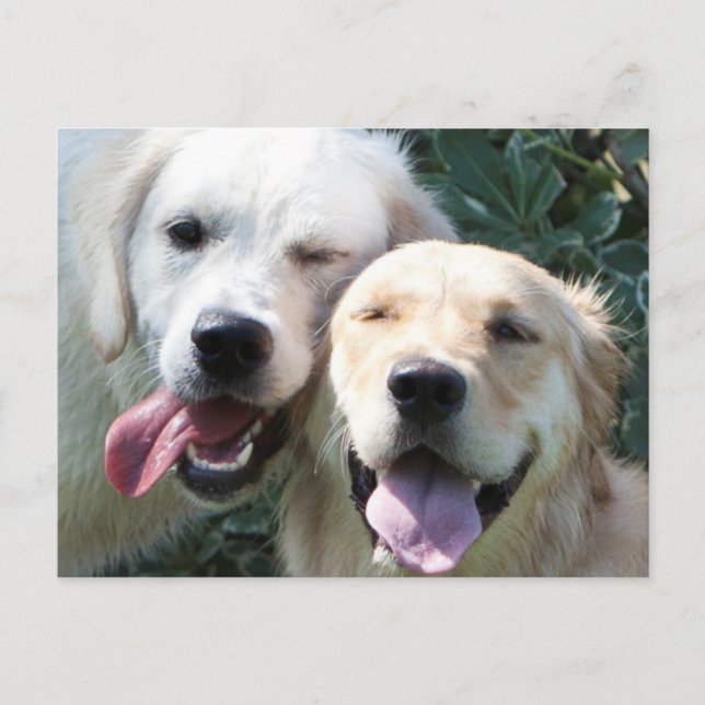 postal de Golden Retrivers (Anverso)