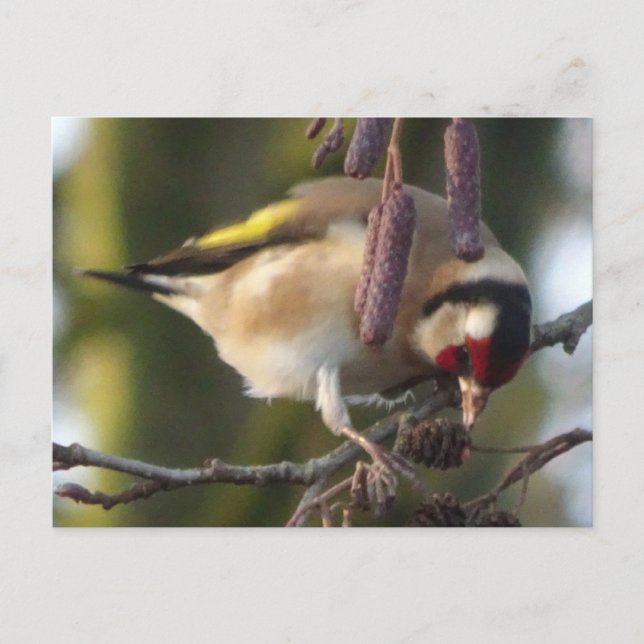 Postal de goldfinch DIY (Anverso)