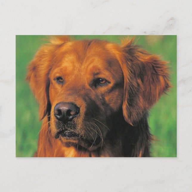 postal de Golen Retriever (Anverso)