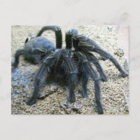 Postal de Goliath Tarantula