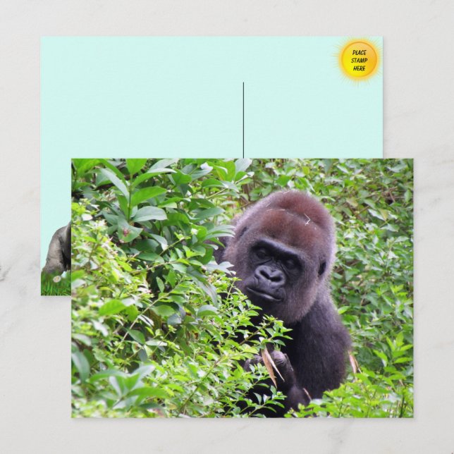 Postal de gorila de Peek-A-Boo (Anverso / Reverso)
