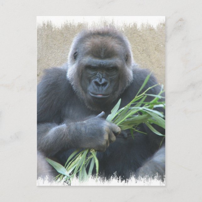 Postal de gorila de Silverback (Anverso)