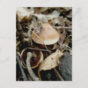 Postal de Gorra de pequeño Naranja