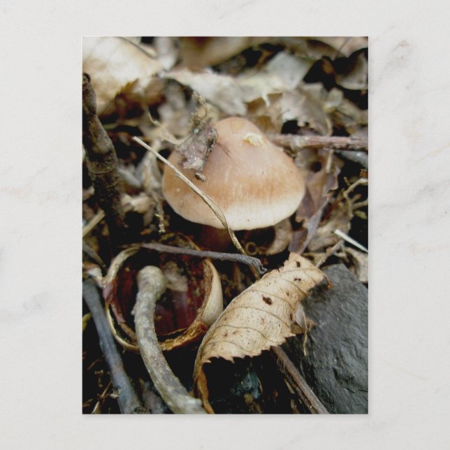 Postal de Gorra de pequeño Naranja (Anverso)