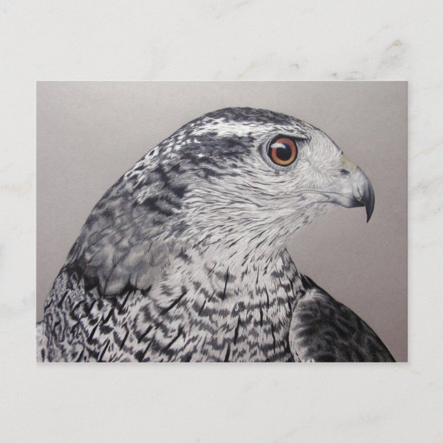 Postal de Goshawk (Anverso)