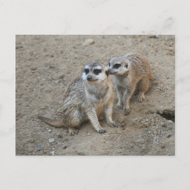 Postal de Gossip (Anverso)