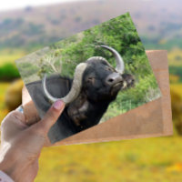 Postal de gramo de búfalo