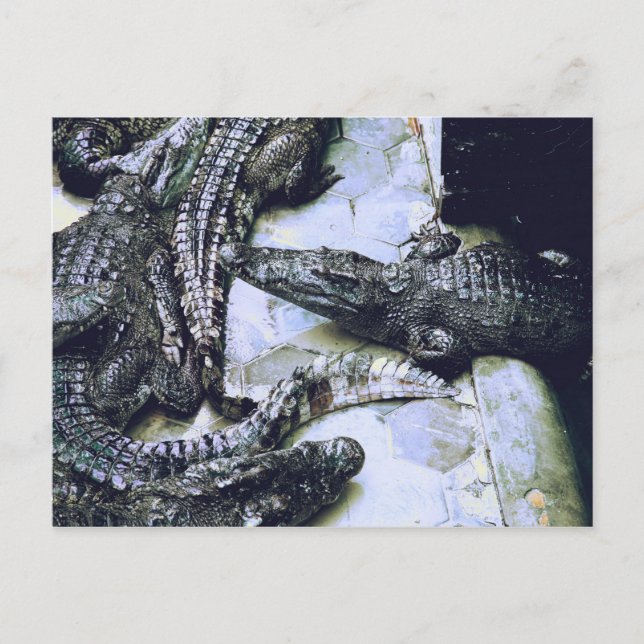 Postal de granja de cocodrilos (Anverso)