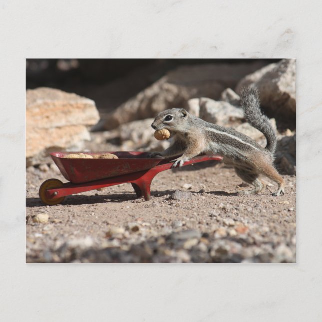 Postal de granjero de ardilla (Anverso)
