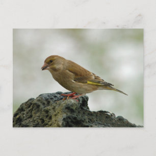 postal de Greenfinch