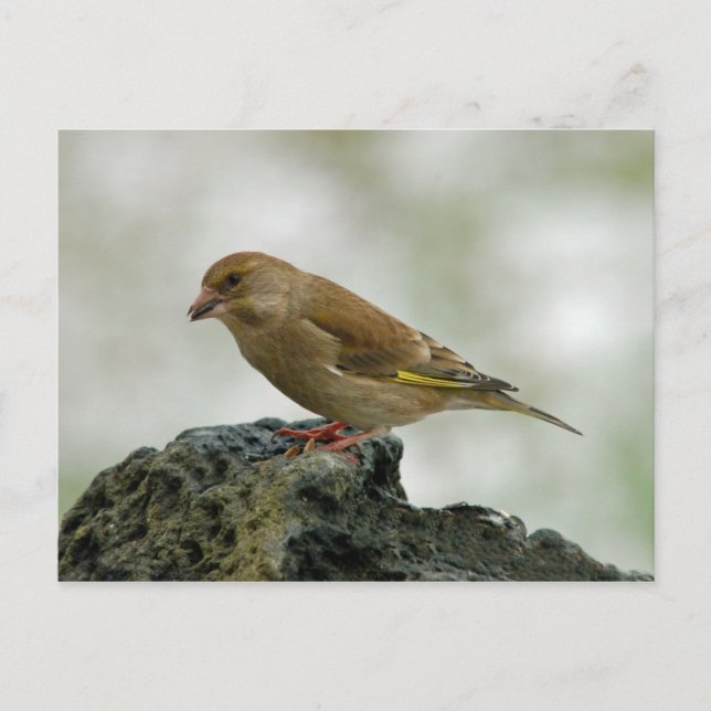 postal de Greenfinch (Anverso)