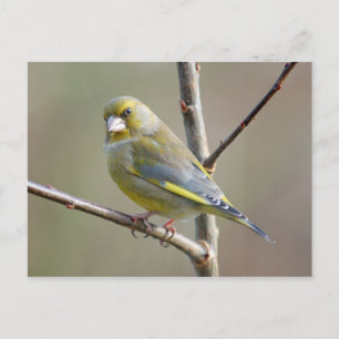 postal de Greenfinch