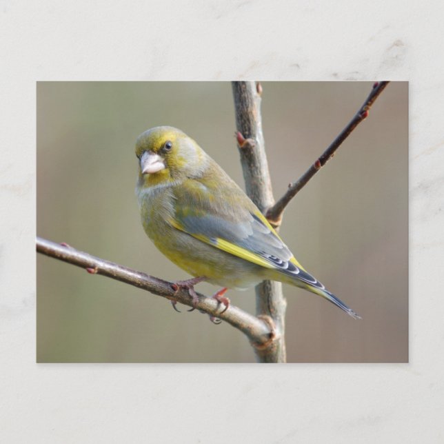 postal de Greenfinch (Anverso)