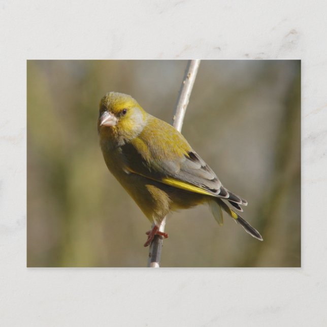 postal de Greenfinch (Anverso)