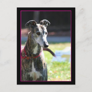 Postal de Greyhound