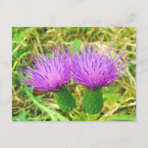 Postal de grifo o de campo