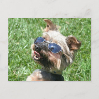 postal de Guay Yorkshire Terrier