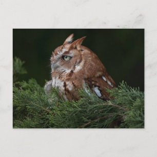 Postal de guiñada de grito