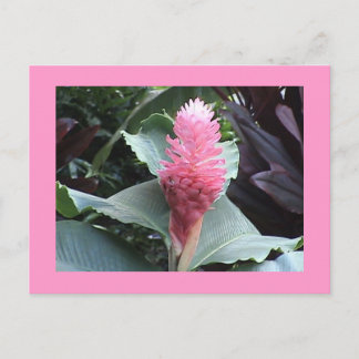 Postal de guiño rosa