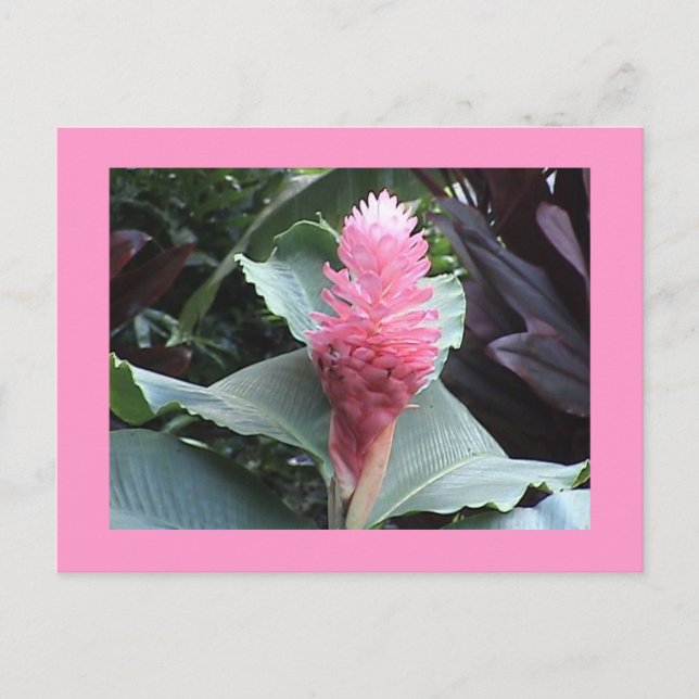 Postal de guiño rosa (Anverso)