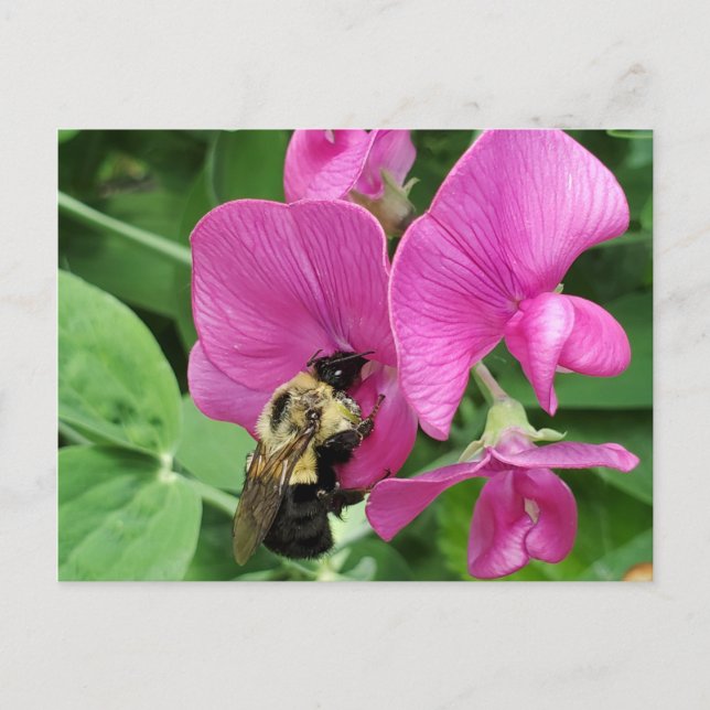Postal de guisantes y abejas (Anverso)
