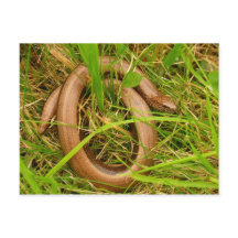 Postal de gusano lento