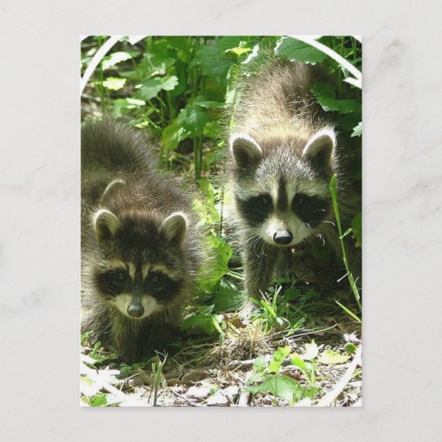 postal de Hábitat de Raccoon (Anverso)
