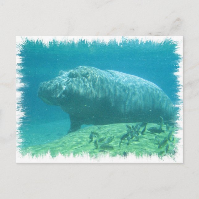 Postal de Hábitat Hippopatumus (Anverso)