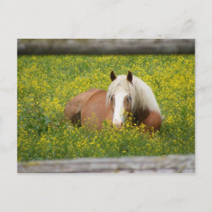 Postal de Haflinger