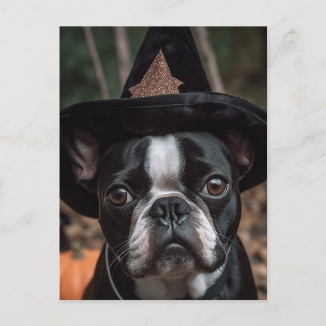 Postal de Halloween Boston Terrier (Anverso)