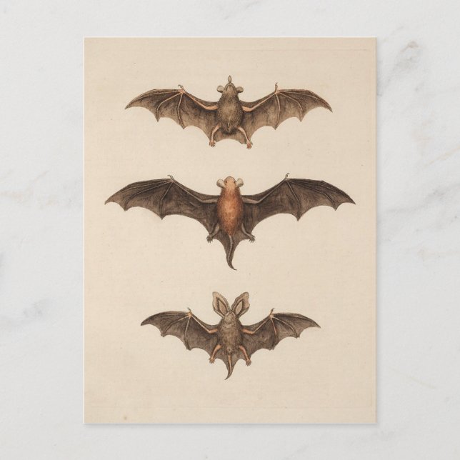 Postal de Halloween de Vintage Bats (Anverso)