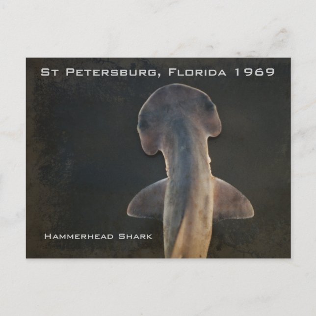 Postal de Hammerhead Shark Florida (Anverso)