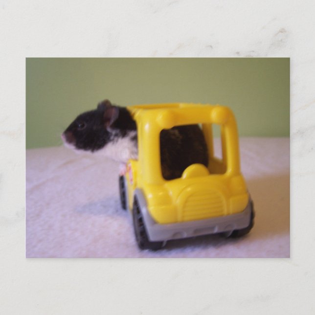Postal de Hamster (Anverso)
